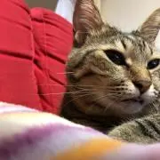 とんとん