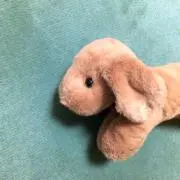 ロッキーの画像