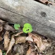 はるちゃんの画像