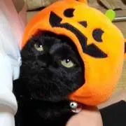 しじみの画像