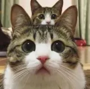 葵の画像