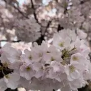 anchenの画像