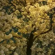 春を愛する人の画像