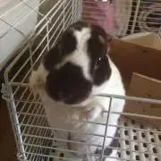 ばっちの画像