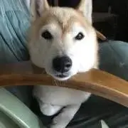 ヨッシーの画像