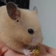 onu