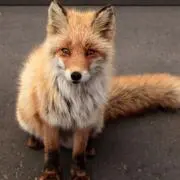 いくの画像