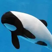 ここあ