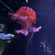 かにさんの画像
