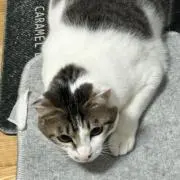 航雄SSの画像