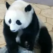 くろりん