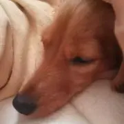nyobuko_tyの画像