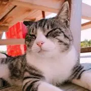 ぽっぽ