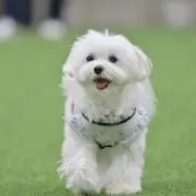 むにくろ