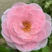 RUYU8/9〜16まで不在の為購入❌の画像