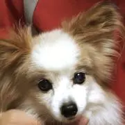 もも
