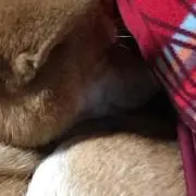 さなだの画像