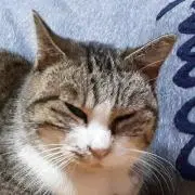 くつしたねこ