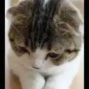 ニャンコの画像