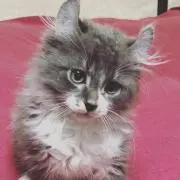 はる