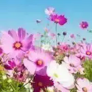 MARUの画像