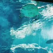 ｍａｍｅの画像