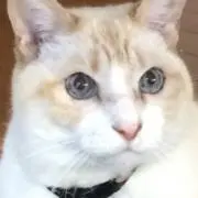 あんぶろーしゃの画像