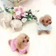 リアボーテ　ハーブ探してます♡の画像