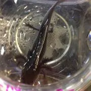 めろんぱん