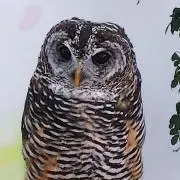 サンバンチの画像