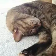 ミルクの画像