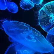 海月