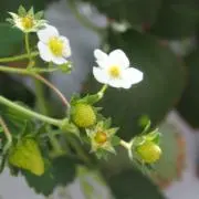 po☆の画像