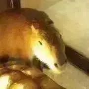 なたなの画像