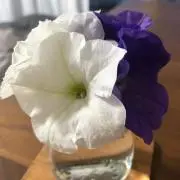 ヤマの画像