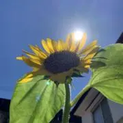 ひまわりの画像