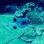 kinaの画像