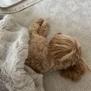ティ☆
