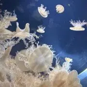 ちの画像