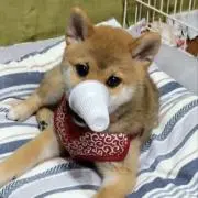 ゆめおの画像