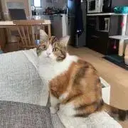 リンカセイ