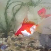 ニワの画像