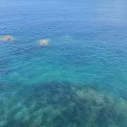 わび 即購入可の画像