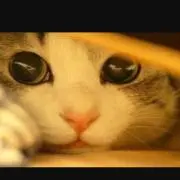 たこ焼き