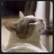 かず