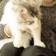 ヌーの画像