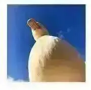 jojoの画像