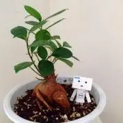 花*花マロンの画像