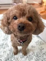 にんじん