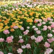 花日和の画像